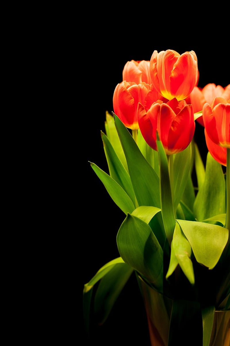 Mindful plant arrangements